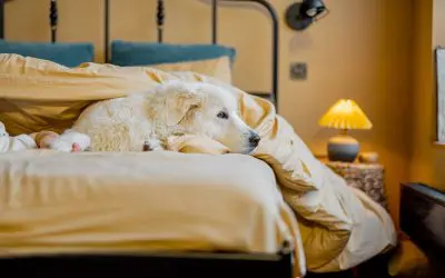 Do’s and Don’ts of Dealing with Pet Messes on Your Bedding