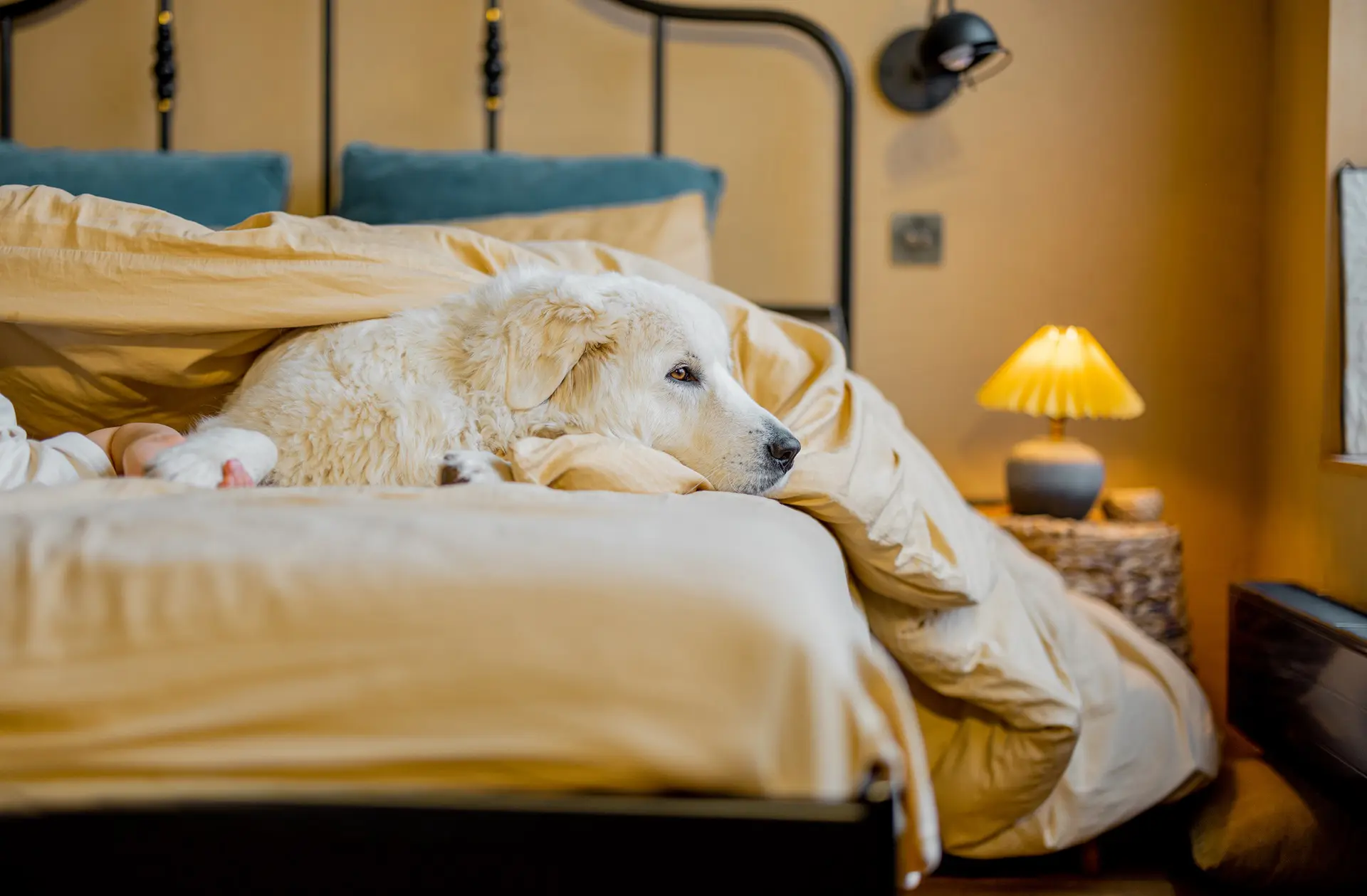 A large, fluffy white dog lounges on a bed with beige sheets. A bedside table with a lamp is in the background.